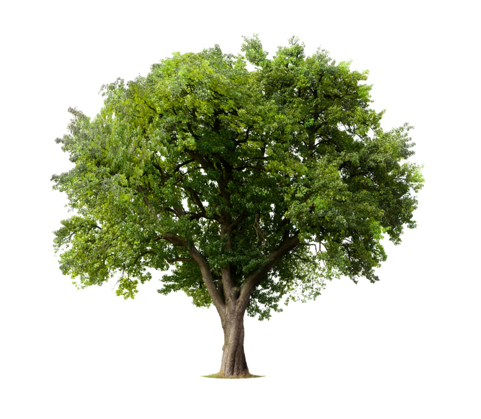tree_267376982.jpg